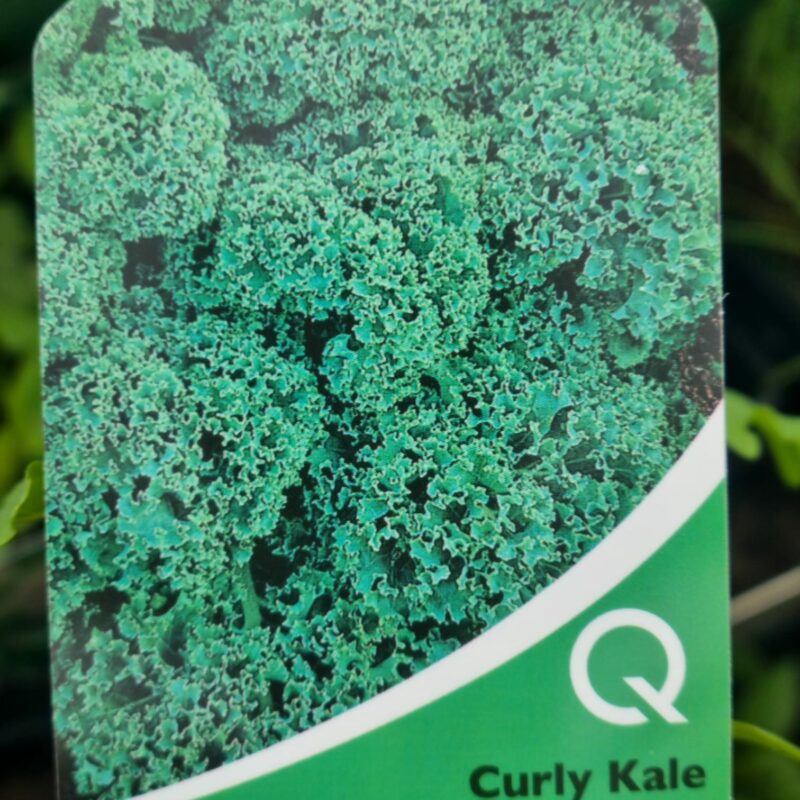 Curly-Kale-Multi-Strip-Pack