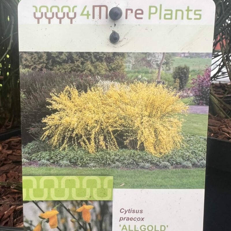 Cytisus Preacox-Allgold 5Ltr
