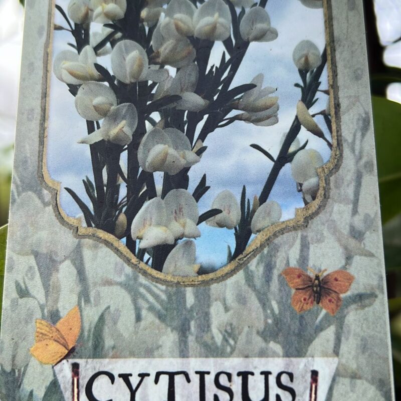 Cytisus-Scoparius-Std-White-Lion 2 Ft