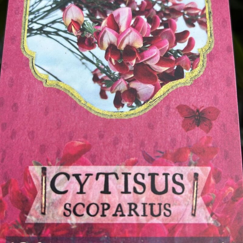 Cytisus-Scoparius-Std-Windlesham-Ruby 3 Ft