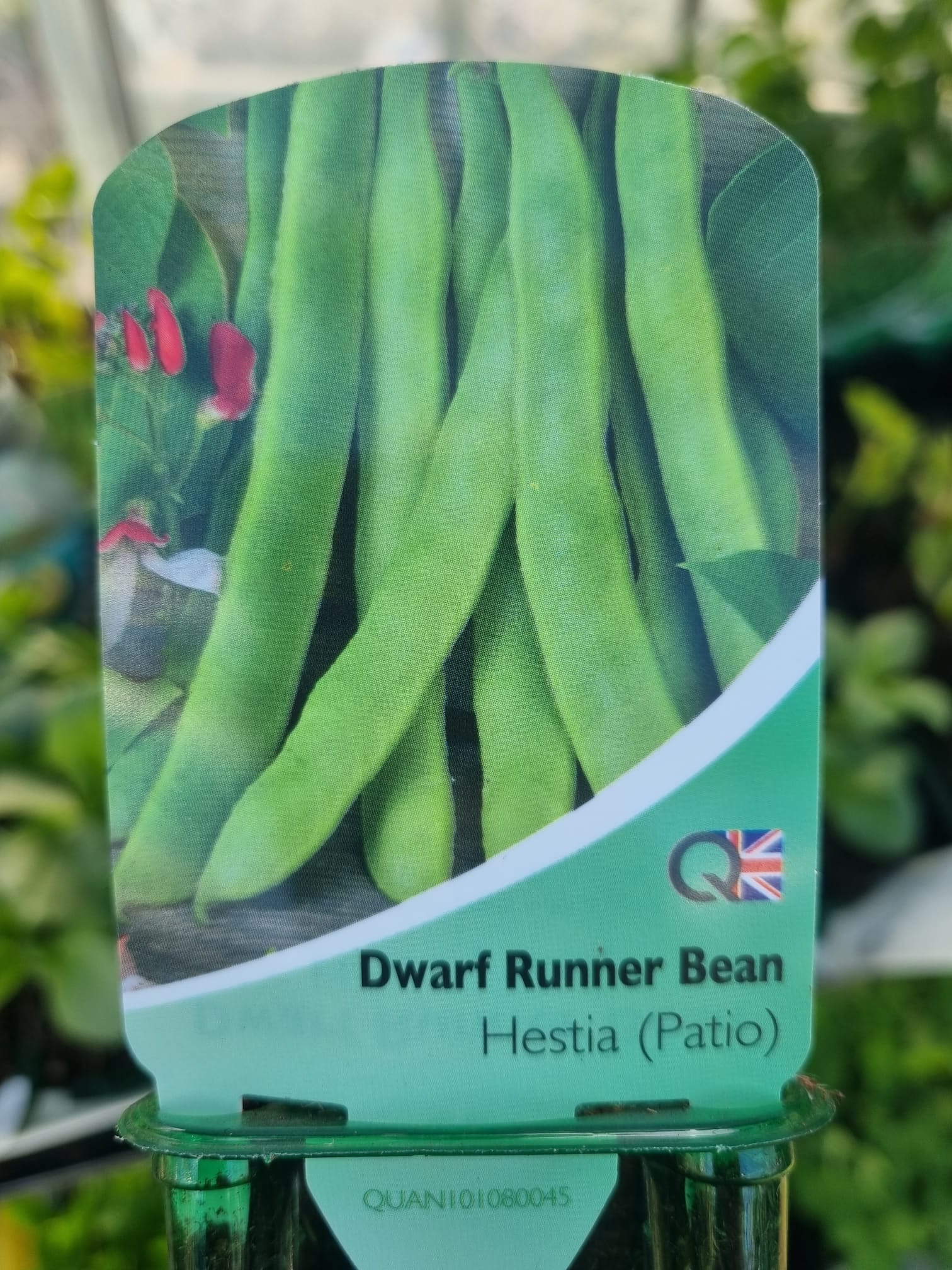 DwarfRunnerBeanHestia Multi Strip Pack Holland House Garden Centre