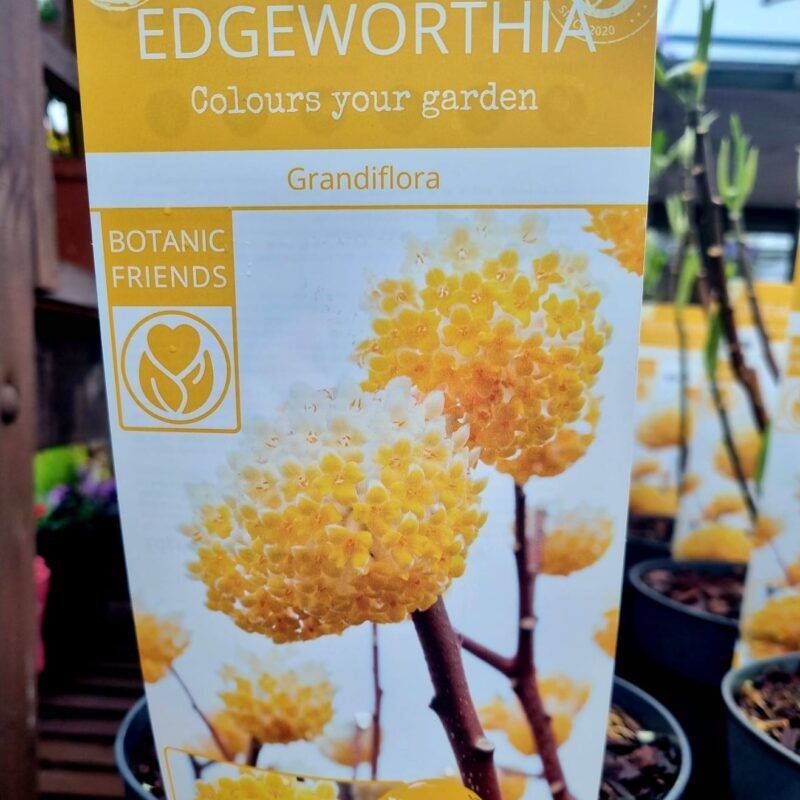 Edgeworthia-Grandiflora-2Lt