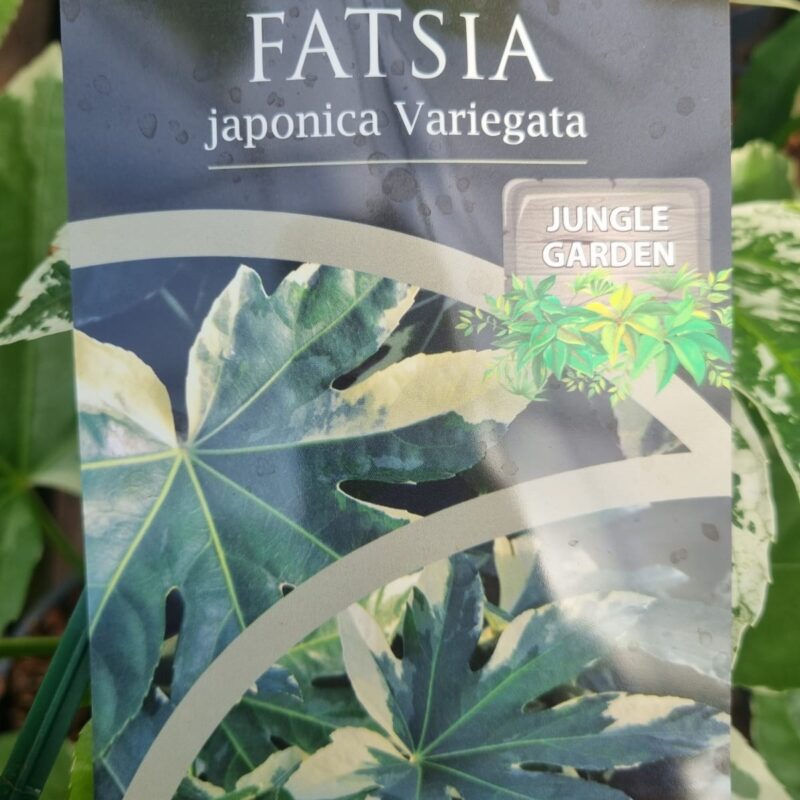 Fatsia-Japonica-Variegata-2-Ltr