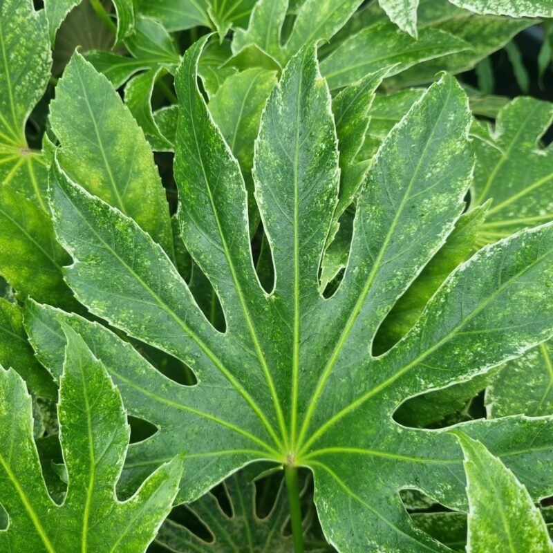 Fatsia-Spider-Web-5-Ltr