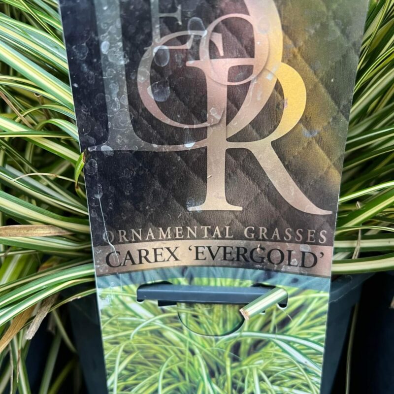 Carex Evergold