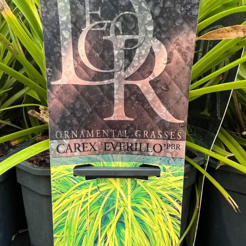 Carex Everillo