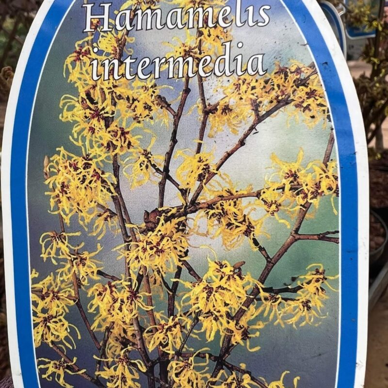 Hamamelis Arnold-Promise 3-Ltr