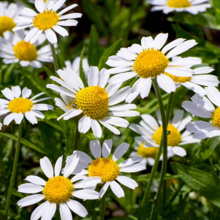 Herbaceous Perennials & Alpines