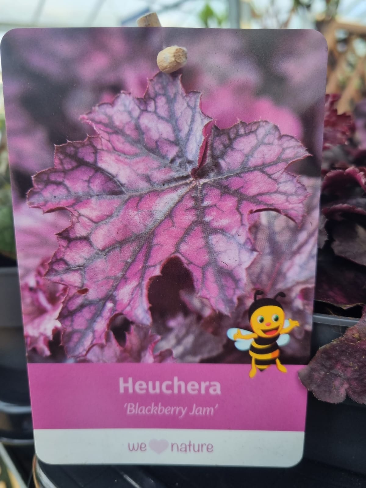 Heuchera2LtrBlackberryJam Holland House Garden Centre Preston