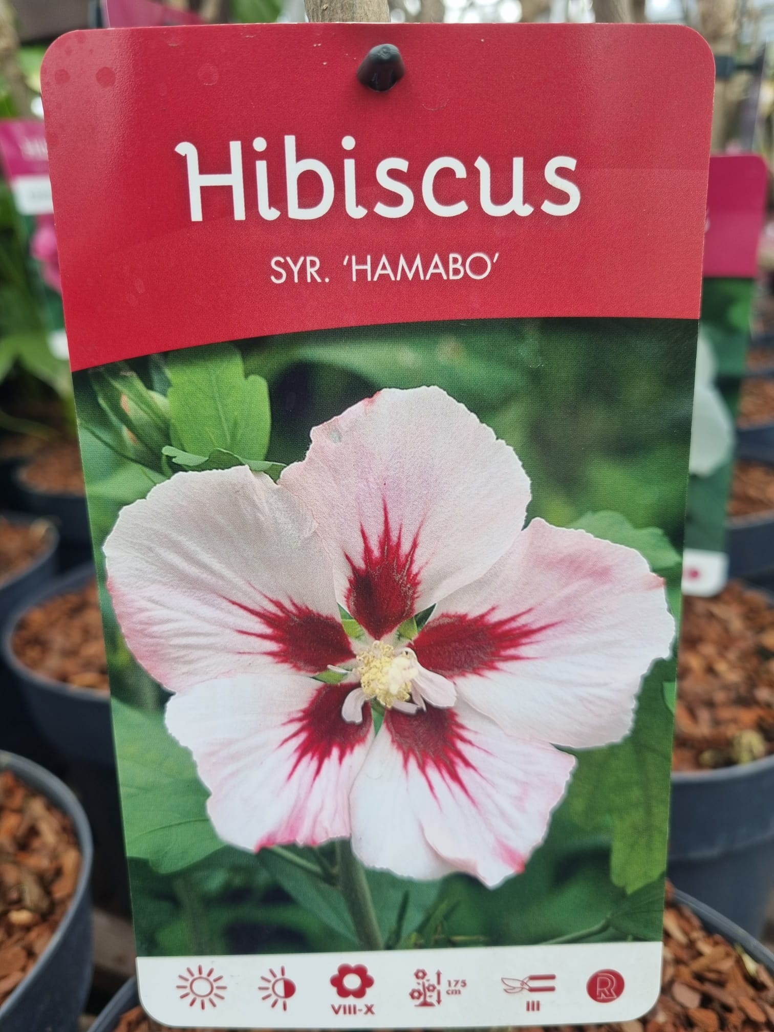 Hibiscus hamabo deals