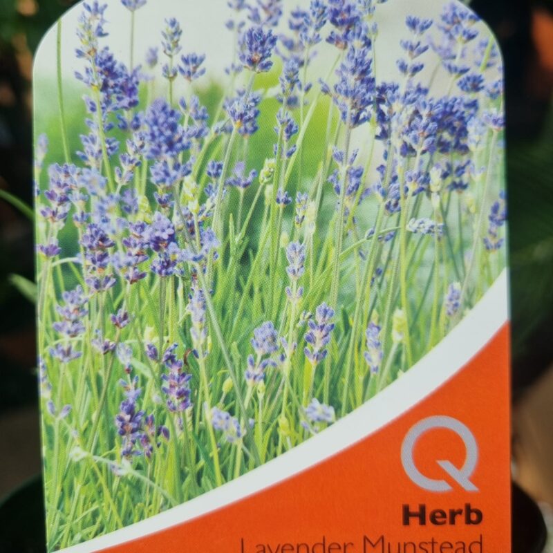 Lavender-Munstead-1-Ltr.