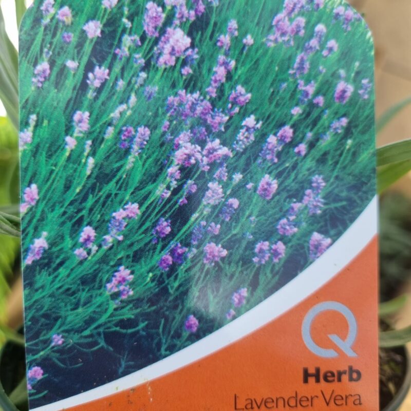 Lavender-Vera-1-Ltr