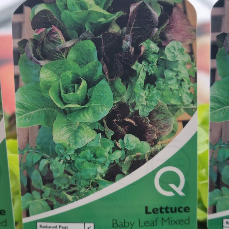Lettuce-Baby-Leaf-Mixed-Multi-Strip-Pack
