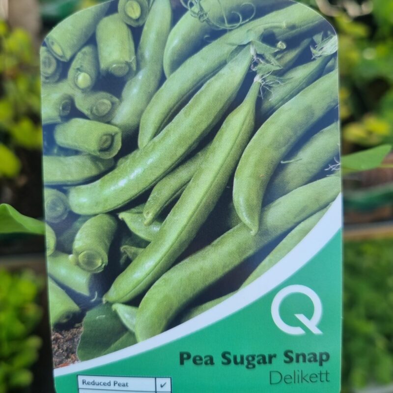 Pea-Sugar-Snap-Delikett