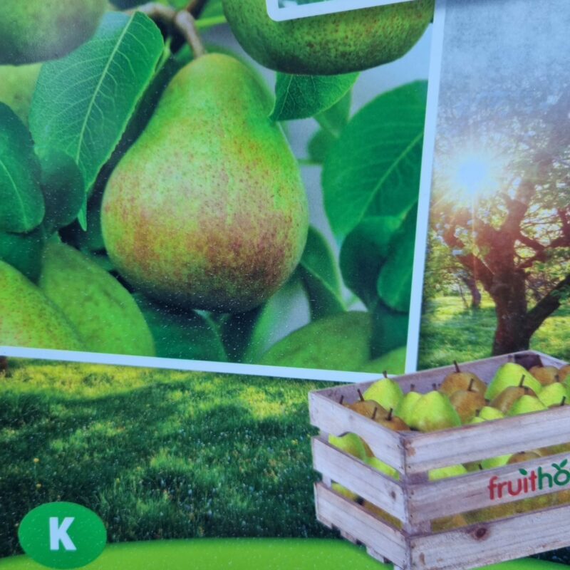 Pear, Chapps Favourite, 5Ft