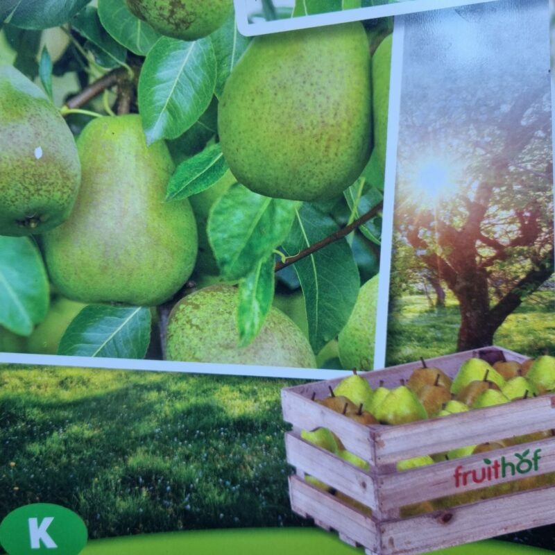 Pear, Doyenne, 5Ft
