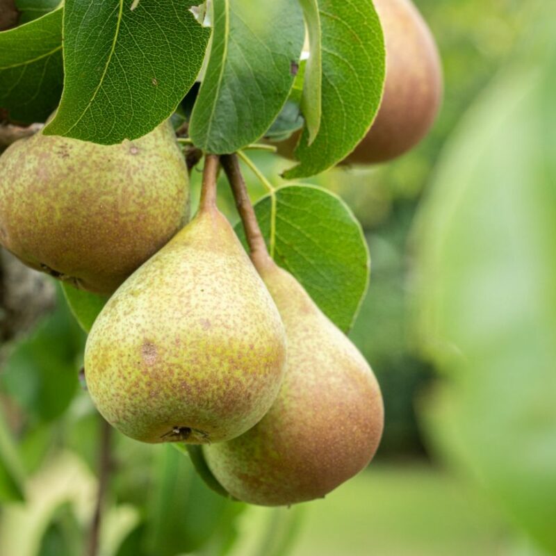 Pear, Bonne Louise Davranches, Patio Fruit Tree