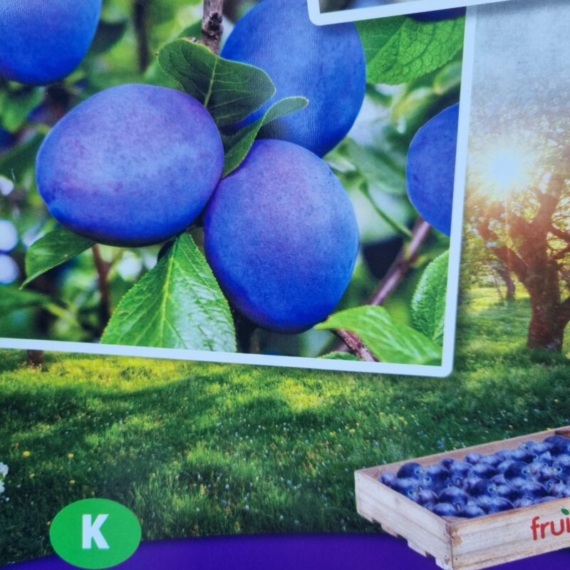 Plum, Hauszwetsche, 5Ft