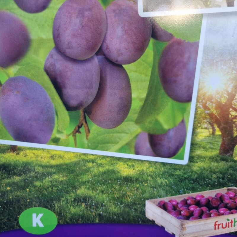 Plum, Opal, 5Ft