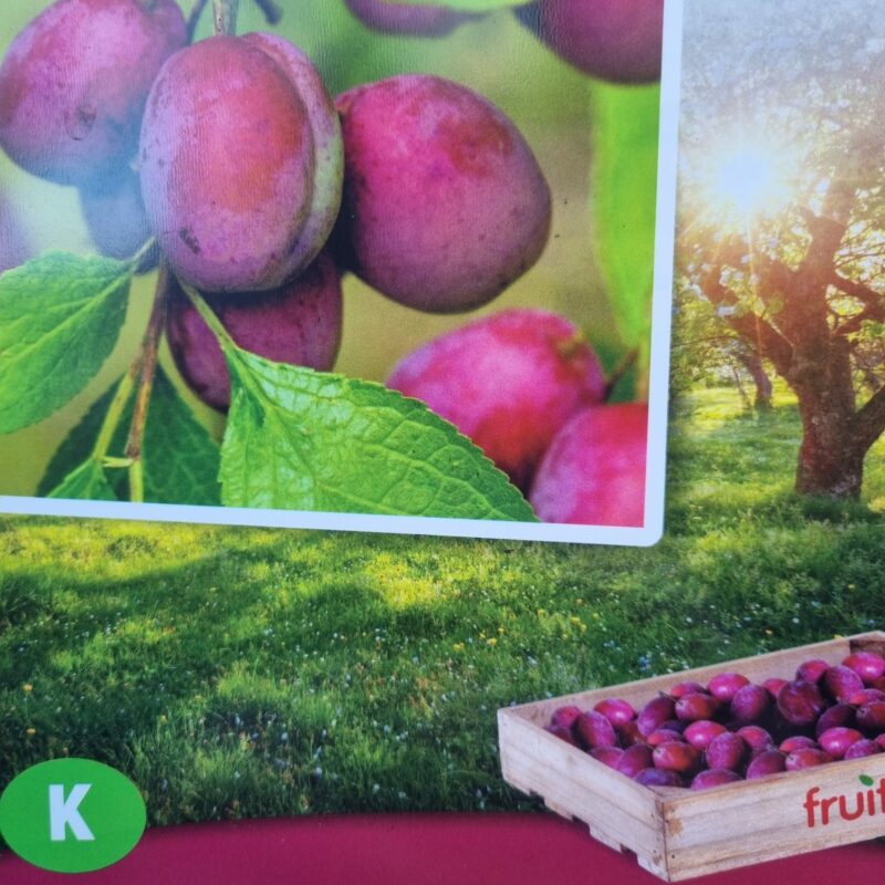 Plum, Victoria, 5ft