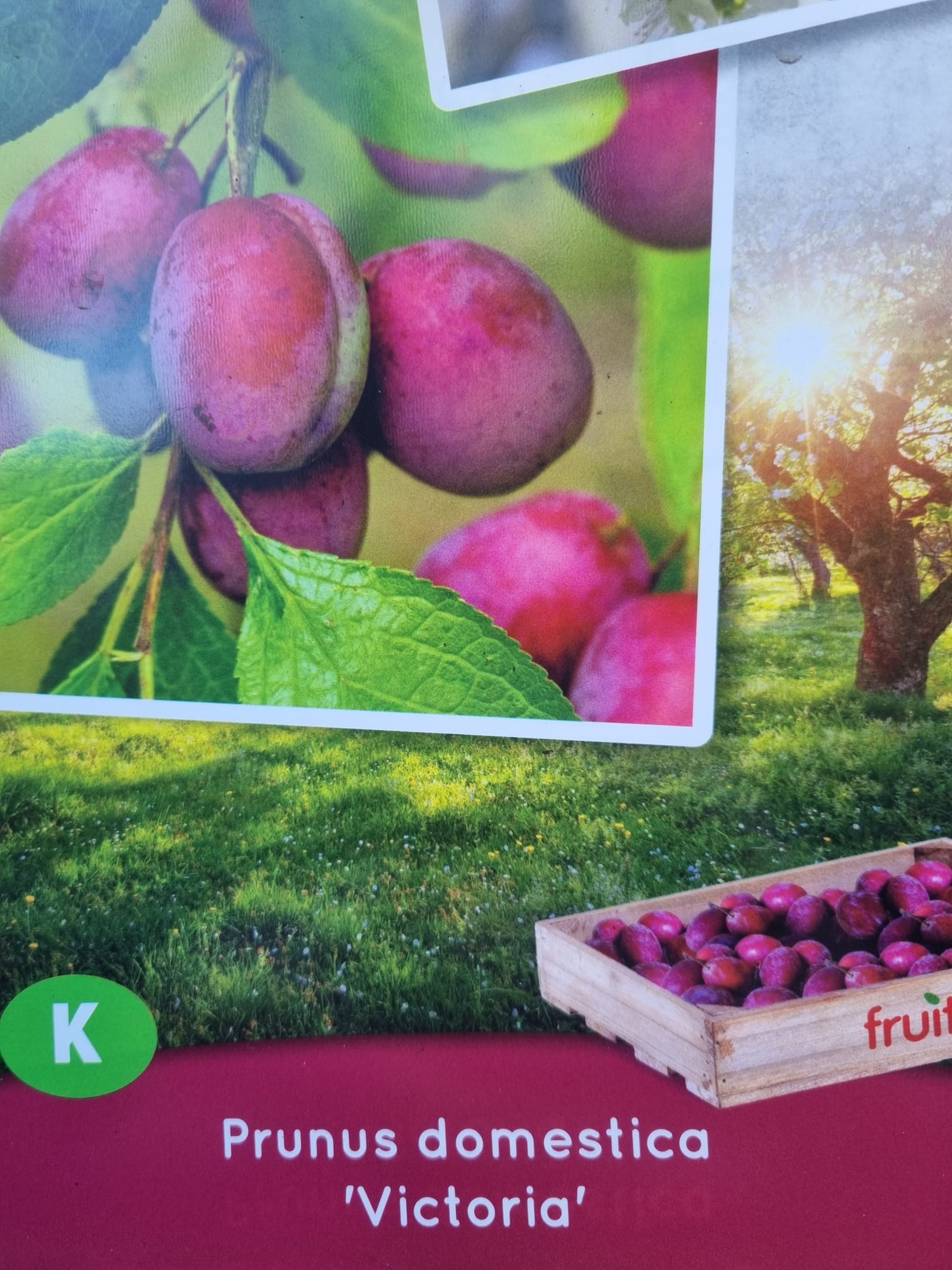 Plum, Victoria, 5ft Holland House Garden Centre Preston