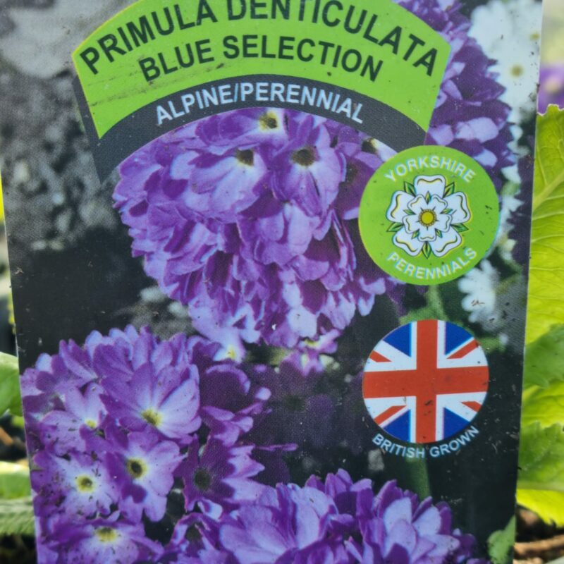 Primula-Denticulata-Blue-Selection 1.5 Ltr