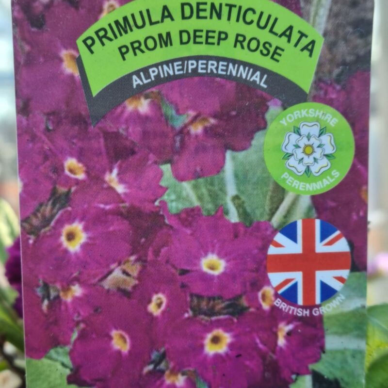 Primula-Denticulata-Deep-Rose 1.5 Ltr
