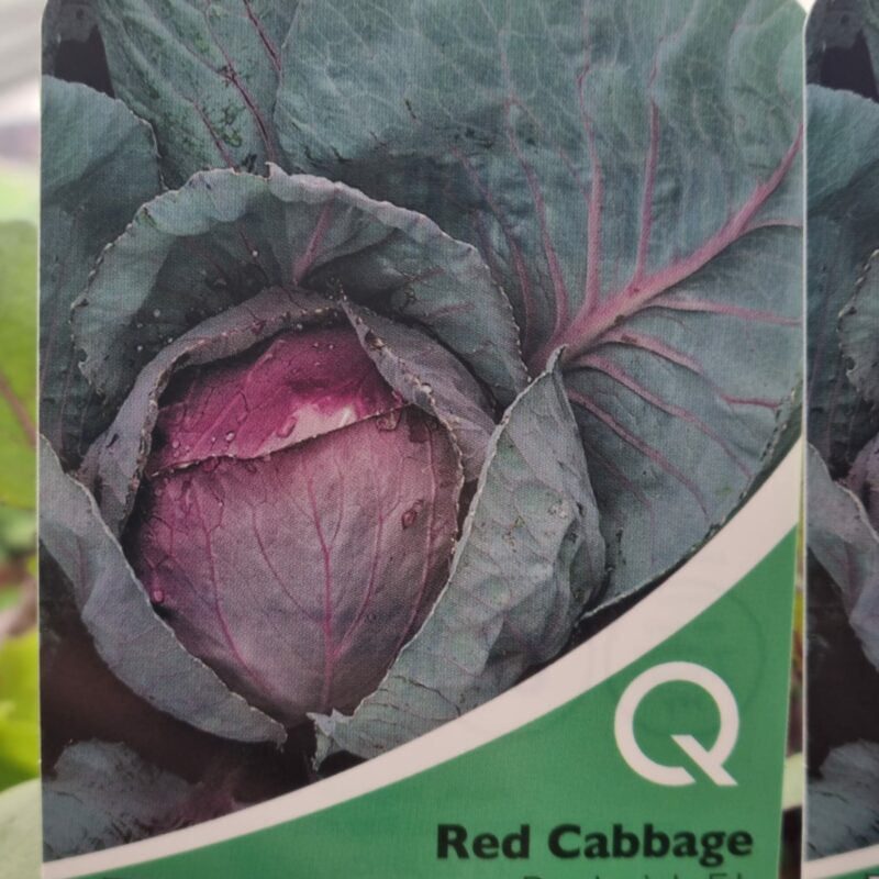 Red-Cabbage-Roderick-Multi-Strip-Pack
