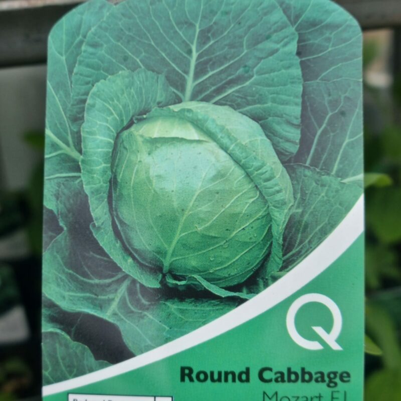 Round-Cabbage-Mozart-Multi-Strip-Pack