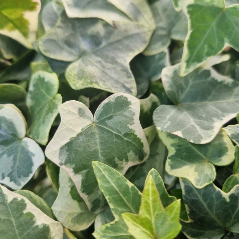 Ivy Silver Leaf 1Ltr