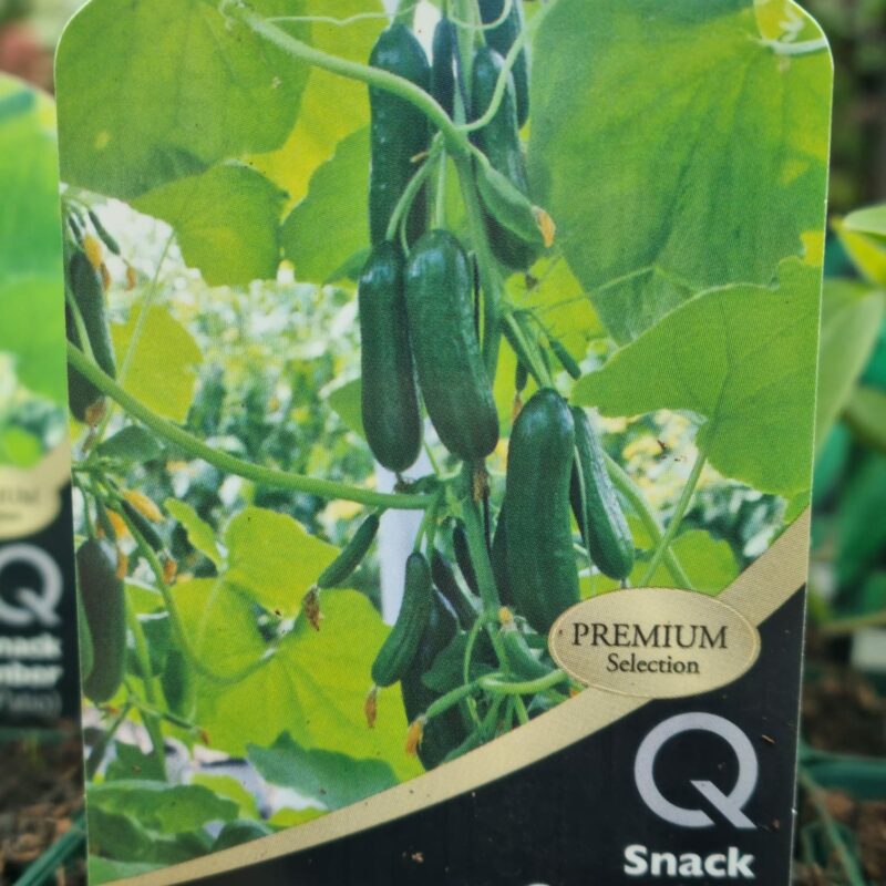 Snack-Cucumber-Tiny-Tot-10-Cm