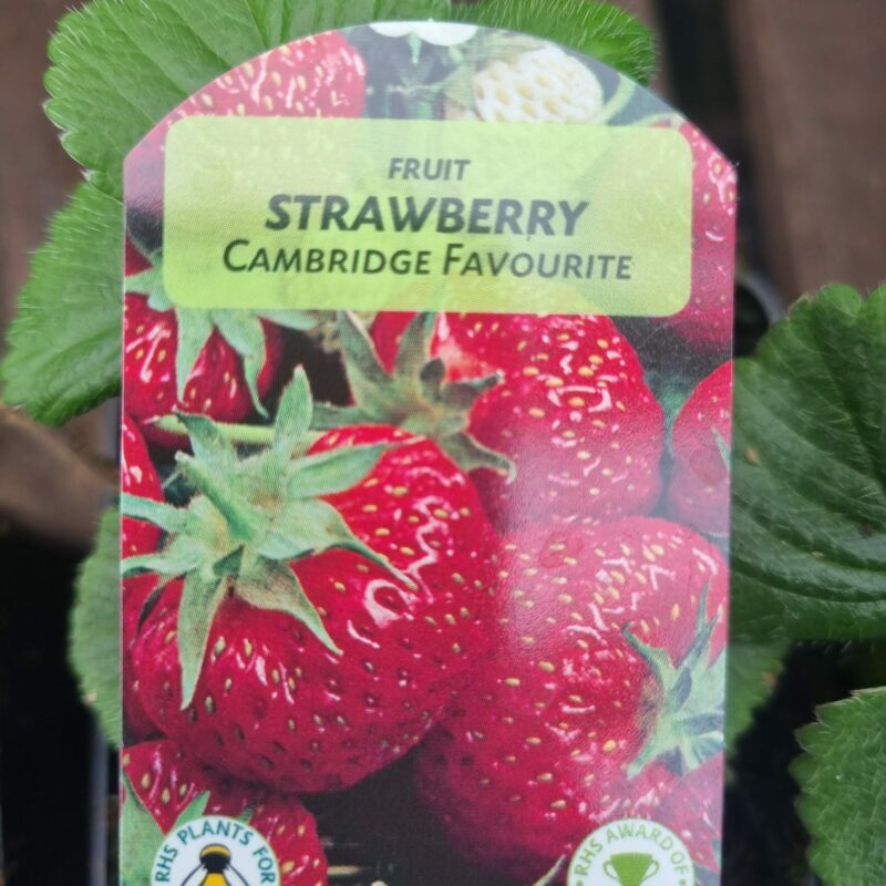 Strawberry, Cambridge Favourite, 9cm