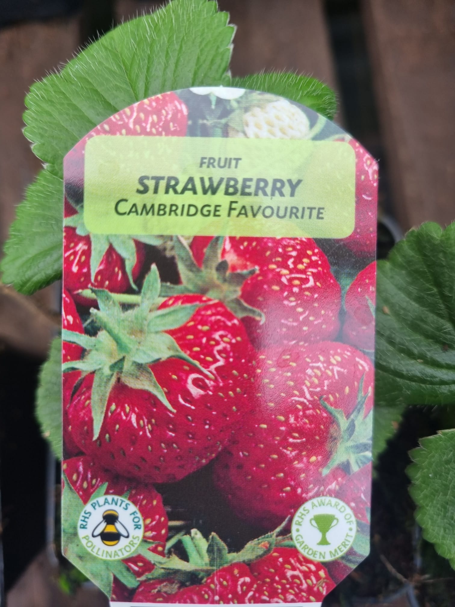 Strawberry, Cambridge Favourite, 9cm Holland House Garden Centre Preston