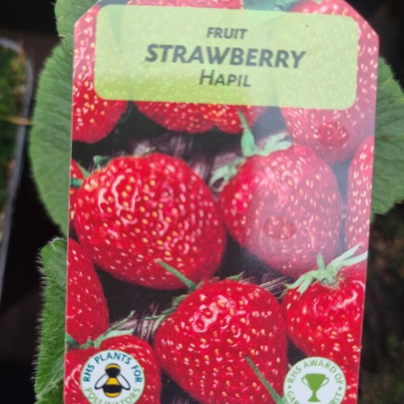 Strawberry, Hapil, 9cm