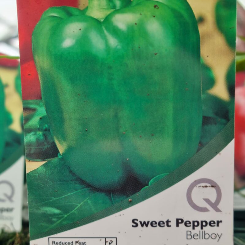 Sweet-Pepper-Bell-Boy-10-cm