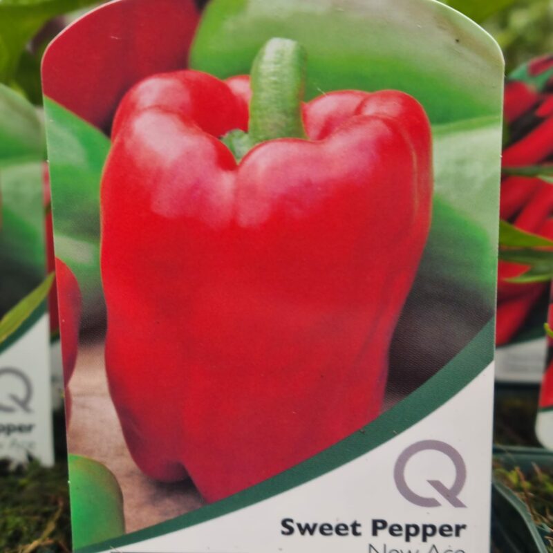 Sweet-Pepper-New-Ace-10-cm