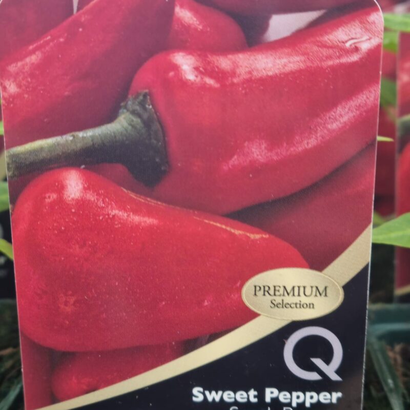 Sweet-Pepper-Snack-Pepper-10-cm