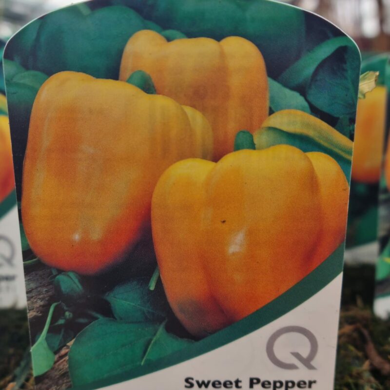 Sweet-Pepper-Yellow-Bell-10-cm