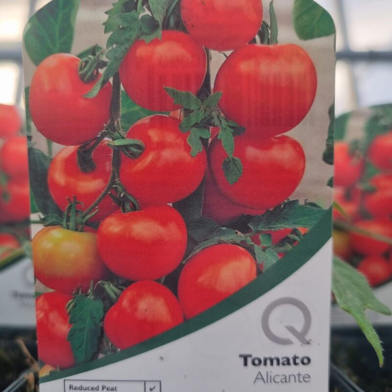 Tomato Alicante 9 cm