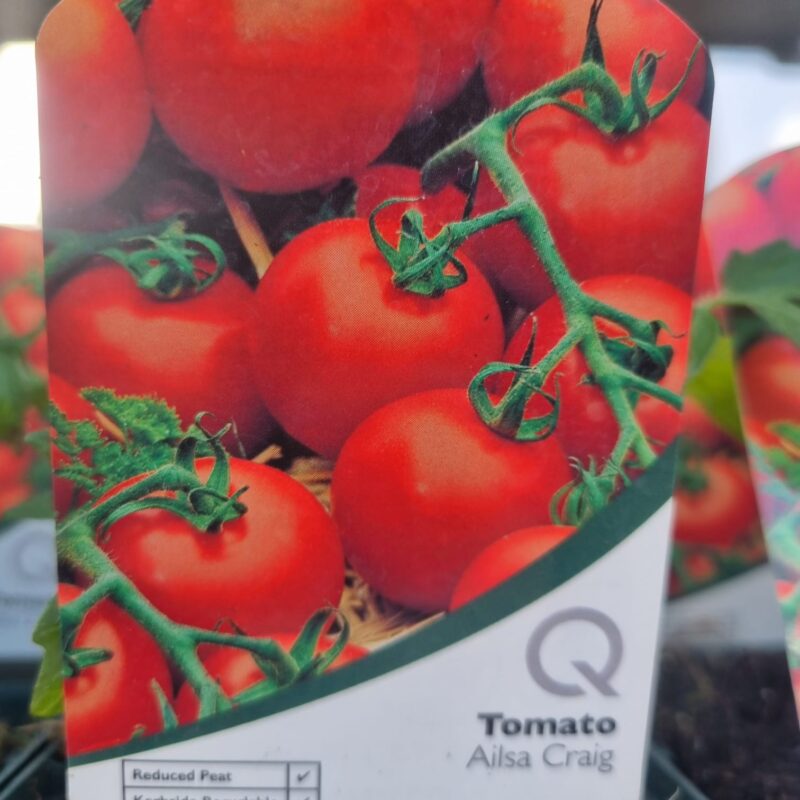 Tomato-Alisa-Craig-9-cm