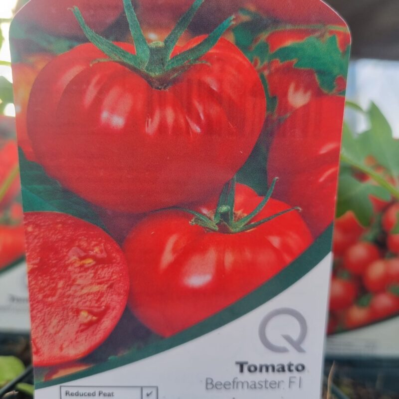 Tomato-Beef-Master-9-cm