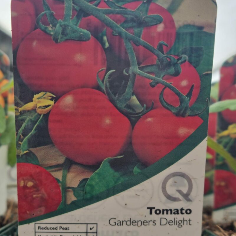 Tomato-Gardeners-Delight-10-cm
