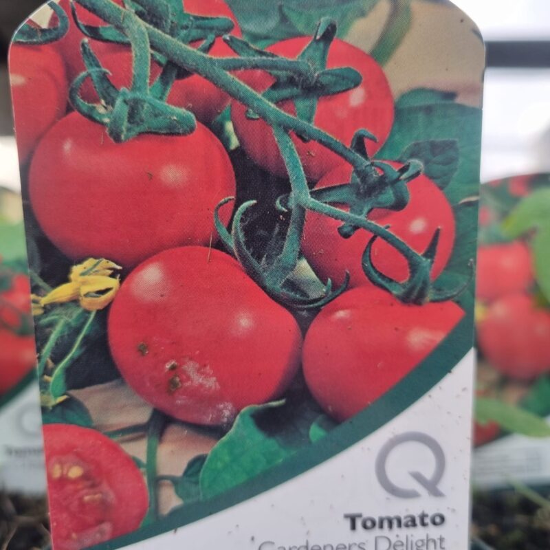 Tomato-Gardeners-Delight-9-cm