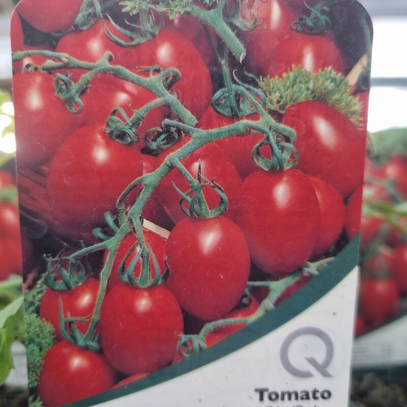 Tomato-Lucinda-F1-Baby-Plum-9-cm