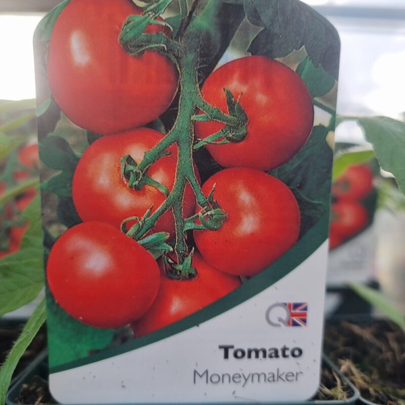 Tomato-Money-Maker-9-cm