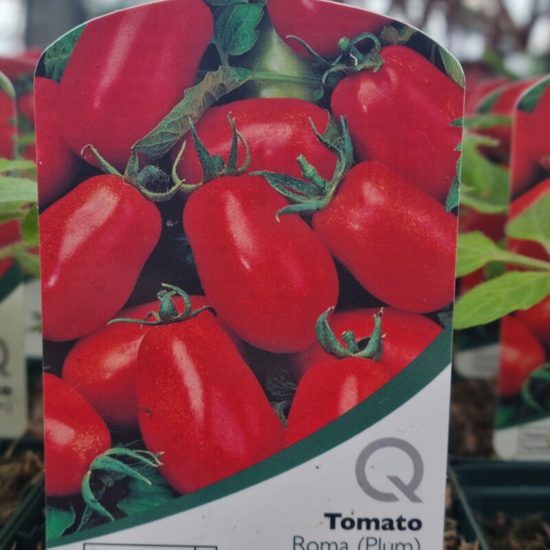 Tomato-Roma-10cm