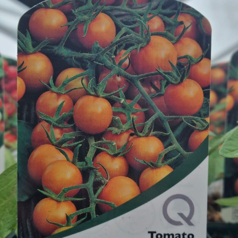 Tomato-Sungold-Cherry-10-cm