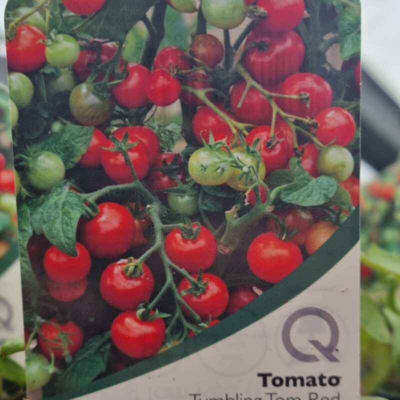 Tomato-Tumbeling-Tom-Red-Cherry-10cm