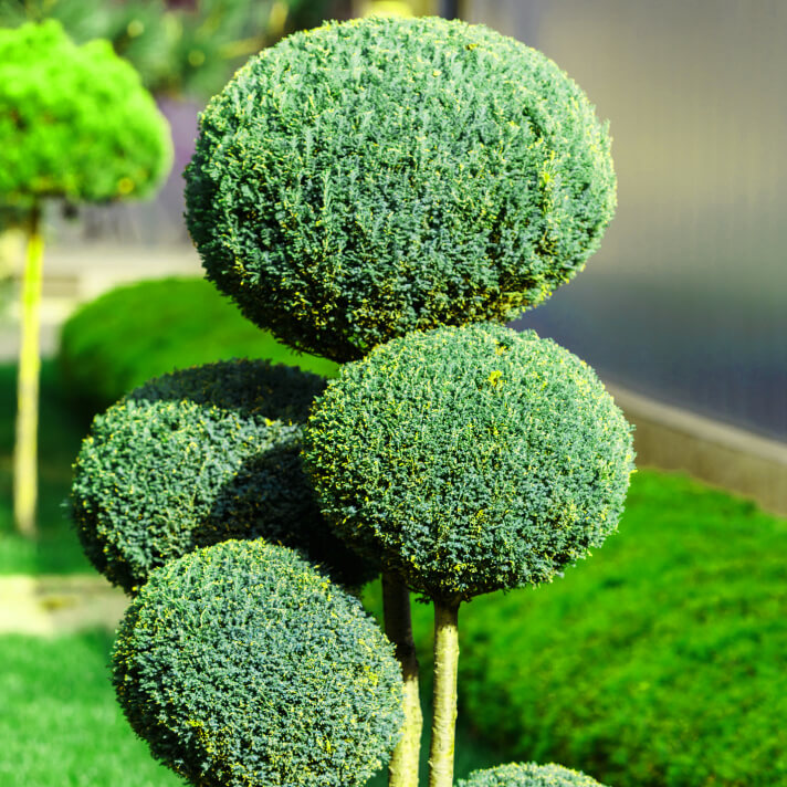 Topiary, Trees & Specimen