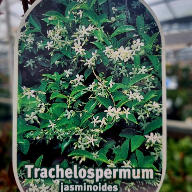 Trachelospermum-5Ft-Jasminoides